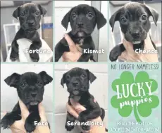  ?? ?? A Facebook adoption photo featuring the five pups.