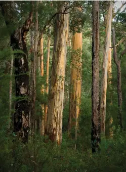  ??  ?? Among the world’s tallest plants, karri trees form forests with dense understori­es that provide shelter for many animal species at the western end of the Gondwana Link. These trees, which are endemic to southweste­rn WA, were once logged extensivel­y.