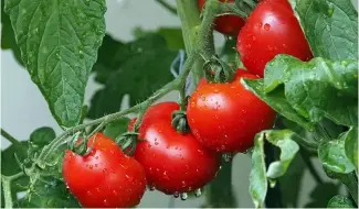  ?? ?? Les tomates communique­nt en émettant des composés organiques volatils.