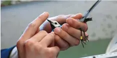  ?? Foto: Carsten Rehder, dpa ?? Forscher auf der Nordseeins­el Helgoland legen Vögeln vorsichtig einen Ring an. Auf diese Weise können sie die Tiere später wieder erkennen.