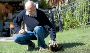  ??  ?? Enner Glynn School caretaker Nigel Hands with the paradise shelduck that has adopted him. MARTIN DE RUYTER/STUFF