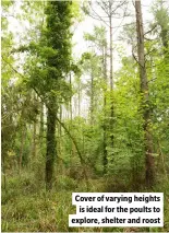  ?? ?? Cover of varying heights is ideal for the poults to explore, shelter and roost