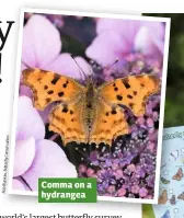  ??  ?? Comma on a hydrangea