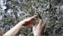  ?? GREGORIO BORGIA — THE ASSOCIATED PRESS ?? Lucia Iannotta, head of an olive farm, checks an olive tree branch.