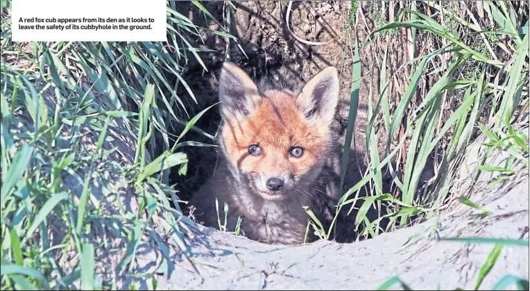  ??  ?? A red fox cub appears from its den as it looks to leave the safety of its cubbyhole in the ground.