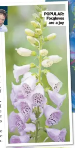  ??  ?? POPULAR: Foxgloves
are a joy