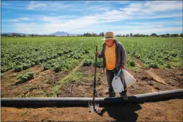  ?? ?? Farmworker Armando Carrasco walks in a green-bean field in Brentwood with a bag of food and other items delivered by Mendoza from Hijas del Campo.