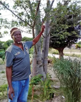  ?? /Masoka Dube ?? Fannie Mashaba, a traditiona­l healer based in Bushbuckri­dge, Mpumalanga standing next to some of the traditiona­l medicinal plants he planted in his yard.