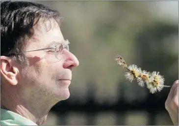  ?? PHOTOS: DAVE SIDAWAY THE GAZETTE ?? David Greene has both personal and profession­al reasons to keep track of when silver maples begin to flower and seed.