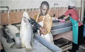  ??  ?? &gt; Se muestra empleados de la empresa Victorian Foods de Kenia que preparan el pescado procedente del lago Turkana.