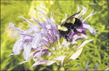  ?? SARAH FOLTZ JORDAN/THE XERCES SOCIETY VIA AP ?? A rusty patched bumblebee collects nectar in Minnesota. The U.S. Fish and Wildlife Service officially designated the bee an endangered species — the first bee species in the continenta­l U.S. to receive federal protection under the Endangered Species Act.