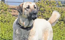  ?? FOTO: IMAGO ?? Der Kangal ist auch als anatolisch­er Hirtenhund bekannt.