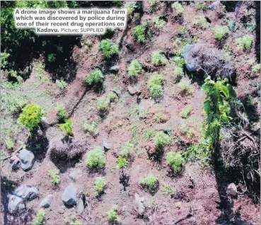  ?? Picture: SUPPLIED ?? A drone image shows a marijuana farm which was discovered by police during one of their recent drug operations on Kadavu.