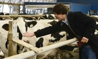  ?? BRIAN MCINNIS/THE CANADIAN PRESS ?? Federal Liberal leadership candidate Justin Trudeau pats a Holstein cow in Meadowbank, P.E.I., on Monday. His campaign bid is being organized around much of the same strategic goals that drove Barack Obama to victory.