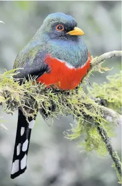  ??  ?? Left, a Masked trogon in Ecuador. Scientists have gained new insights into how birds evolved to have colourful feathers. Above right, a University of Bristol photo of a Scania Cypselus fossil, related to modern tree swifts