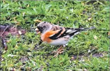  ?? Photograph: Arthur Duncan ?? Brambling, never-before recorded during this survey.