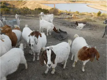  ??  ?? Thirty-four goats graze on the Slaaikraal commonage. Mashiyane Skele whistles to call them into a secure enclosure at night.