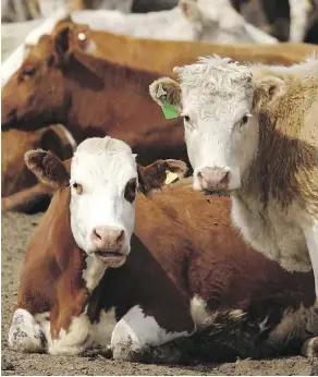 ?? FILE ?? Once approved, CETA will allow Canadian farmers to send 65,000 tonnes of duty-free beef each year to the EU.