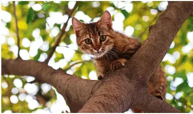  ??  ?? Cats have the incredible ability to land on their feet even if they fall from a great height. — TNS/ Dreamstime