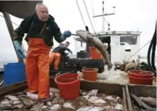  ?? ROBERT F. BUKATY/THE ASSOCIATED PRESS ?? David Goethel tosses a cod while sorting ground fish caught off the coast of New Hampshire. Commercial fishing in New England has dwindled from more than 1,200 boats in the 1980s to only a few dozen today.