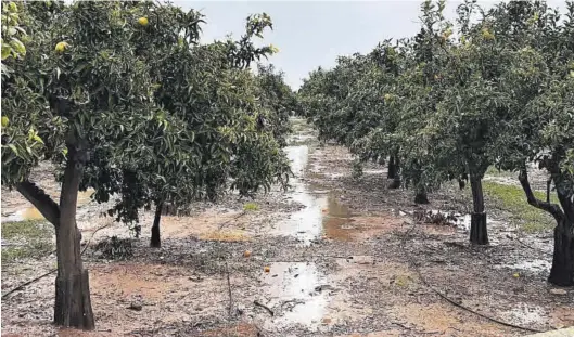  ?? DAVID GARCÍA ?? El último capítulo de lluvias significat­ivas en la provincia se produjo en el mes de noviembre, con una gota fría que causó daños en campos de cítricos.