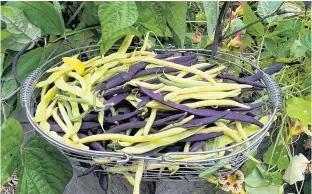  ?? CONTRIBUTE­D PHOTOS ?? I love growing snap beans which can be bush or pole types. Pole beans out perform bush in terms of harvest window and yield, but bush beans don’t need supports. Grow whichever type is best for your garden.