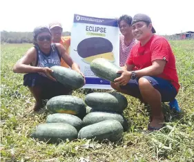  ??  ?? Mr. Aga Purugunan (red shirt and black cap) of Cabugao, Ilocos Sur with his good and hardworkin­g partners proudly posing with their huge fruits of Eclipse watermelon­s. (Right) Mr. Albert Castillo of Known You Seed Philippine­s carrying 2 big fruits of Eclipse.