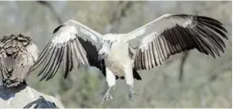  ??  ?? WING AND A PRAYER: This scene, of a Cape vulture coming in to roost, is the dream of Karoo conservati­onists. Amid a programmed drive to create a vulture safe zone, numerous sightings of the mighty-winged recycler of waste soaring are being reported.