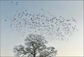  ?? BURHAAN KINU AND SANCHIT KHANNA/HT PHOTOS ?? Flocks of rosy starlings seen at Rashtrapat­i Bhavan (topleft) and around Lodhi Garden (topright and above) on Thursday.