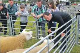  ?? a33MAShow2­5 ?? Here’s looking at ewe – judge Robert Cockburn of Hill of Errol on the Carse of Gowrie eyes up the contenders.