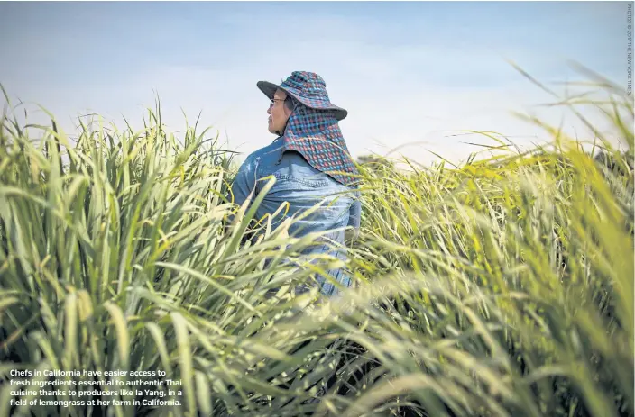  ??  ?? Chefs in California have easier access to fresh ingredient­s essential to authentic Thai cuisine thanks to producers like Ia Yang, in a field of lemongrass at her farm in California.