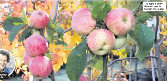  ??  ?? TV gardener Monty Don The apple is one of the most popular fruits in the country