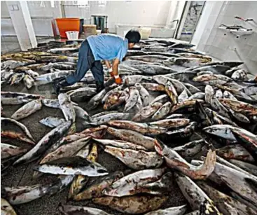  ??  ?? Sharks to be slaughtere­d at a factory in Puqi where several such factories are said to be in operation. — aFP