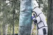  ?? ELAINE THOMPSON — THE ASSOCIATED PRESS ?? Wearing a protective suit, Washington State Department of Agricultur­e entomologi­st Chris Looney fills a tree cavity with carbon dioxide after vacuuming a nest of Asian giant hornets from inside it Oct. 24in Blaine, Wash.