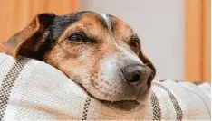  ?? Foto: Fotolia ?? Ein trauriger Blick, vielleicht noch gepaart mit einem leisen Winseln: Vielen Hunden gefällt es gar nicht, wenn Herrchen oder Frauchen sie alleine lassen.