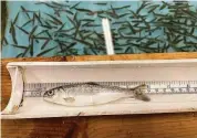  ?? Mark Hereford / Oregon Department of Fish & Wildlife ?? Scientists are releasing juvenile salmon into the river to learn whether 300 miles of waterways in the basin are still navigable and fit for the fish.