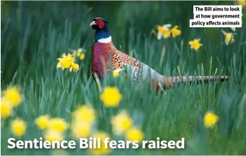  ?? ?? The Bill aims to look at how government policy affects animals