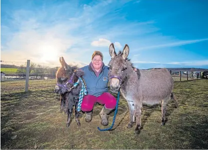  ?? Pictures: Steve MacDougall. ?? Stable condition: Ailene Charlton of Aylswood Rare Breeds farm is delighted with the progress of miniature donkey Blueberry and her new foal Sioux.