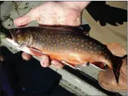  ?? PHOTO PROVIDED ?? This September photo provided by the New York Department of Environmen­tal Conservati­on shows a brook trout caught by biologists at Lake Colden near Keene, N.Y.