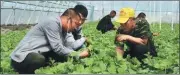  ?? CHE HAN / FOR CHINA DAILY ?? Villagers
learn how to grow organic melons with new technology at a greenhouse in Balang village in Qianguo county, Jilin province.