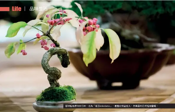 苔球植栽的療癒魔力 Pressreader