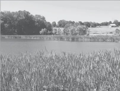  ?? PETER MARTEKA/HARTFORD COURANT PHOTOS ?? Cattails grow on the banks of a farm pond at Swendsen Farm Preserve in Bethlehem.