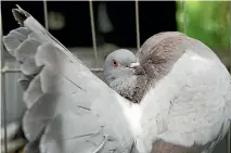  ?? DOMINICO ZAPATA/STUFF ?? A powdered silver fantail pigeon puts on a show for the judges.