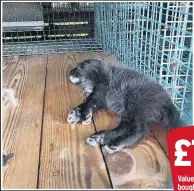  ??  ?? GRIM A dead fox cub in one of the cages