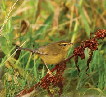  ?? ?? TWO: Radde’s Warbler (Fair Isle, Shetland, 16 October 2015). This bird appears superficia­lly similar to the Dusky Warbler in image one, but looks a little more solid headed and stout bodied, with a slightly longer tail, while the bill and legs appear quite thick. The plumage is strikingly rich olive above and extensivel­y washed yellowish below, this colour extending onto very richly hued vent and undertail coverts. The superciliu­m is strong and noticeably broad before the eye, while the loral line is rather weak.