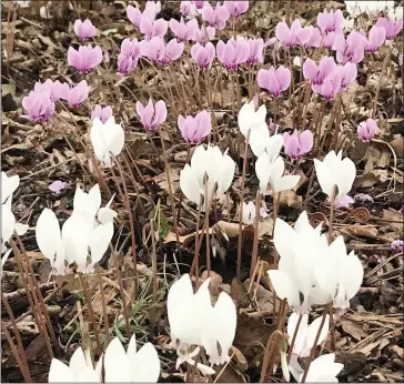  ??  ?? LATE BLOOMS: The pretty, low growing cyclamen can be planted in dry, shady spots