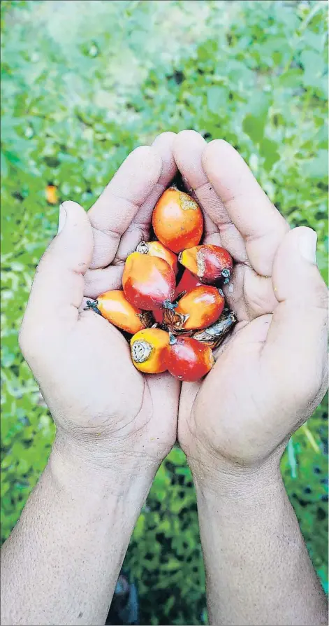  ?? GETTY ?? El aceite se obtiene del prensado de los frutos de la palmera africana