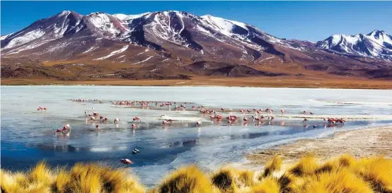  ??  ?? Flamingos forage in the icy waters of Laguna Capina, one of many beautiful high-altitude lakes on the Altiplano.