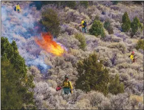  ?? ?? Volunteer wildland firefighte­rs from multiple agencies use drip torches to start a prescribed burn.