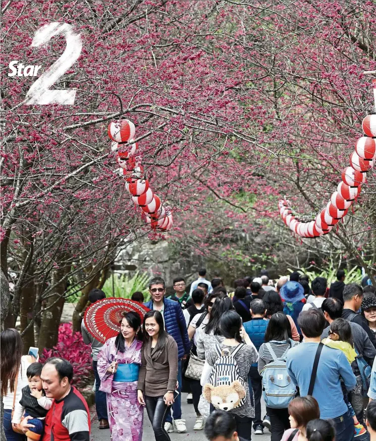  ?? — NG KOK LEONG/The Star ?? Cherry blossoms add colour to the landscape. There are two main varieties in Alishan: The bright red Formosan variety, and the pink and white Yoshino variety.